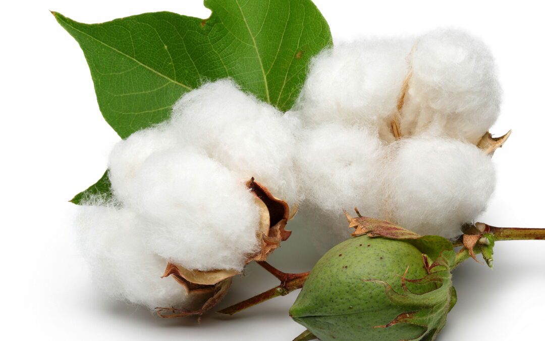 Cotton,With,Leaves,Isolated,On,White,Background